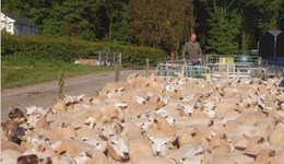 Ultrasound scanning guidance by Signet